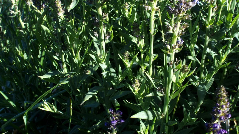 fiore violetto - Linaria purpurea